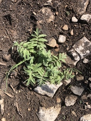 Hydrophyllum capitatum