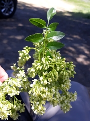 Fraxinus dipetala