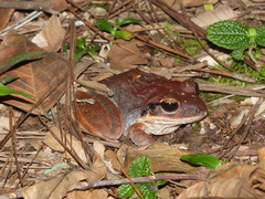 Hispaniolan Giant Frog photo 2