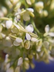 Fraxinus dipetala