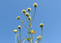 Perityle microglossa