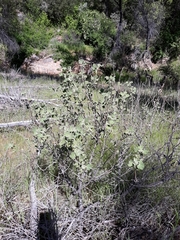 Malacothamnus lucianus