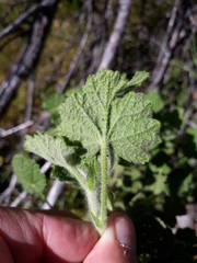 Malacothamnus lucianus