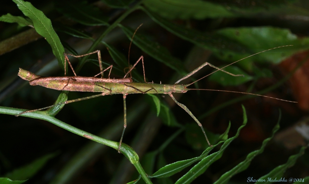 Paramenexenus