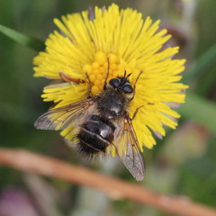 Tachina ursina