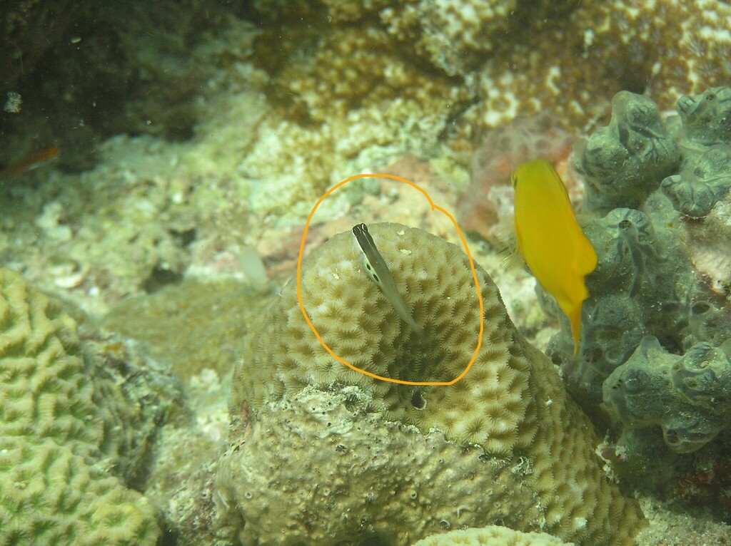 Twinspot Blenny