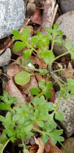 Smallflower nemophila (Nemophila parviflora)