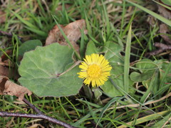 Tussilago farfara