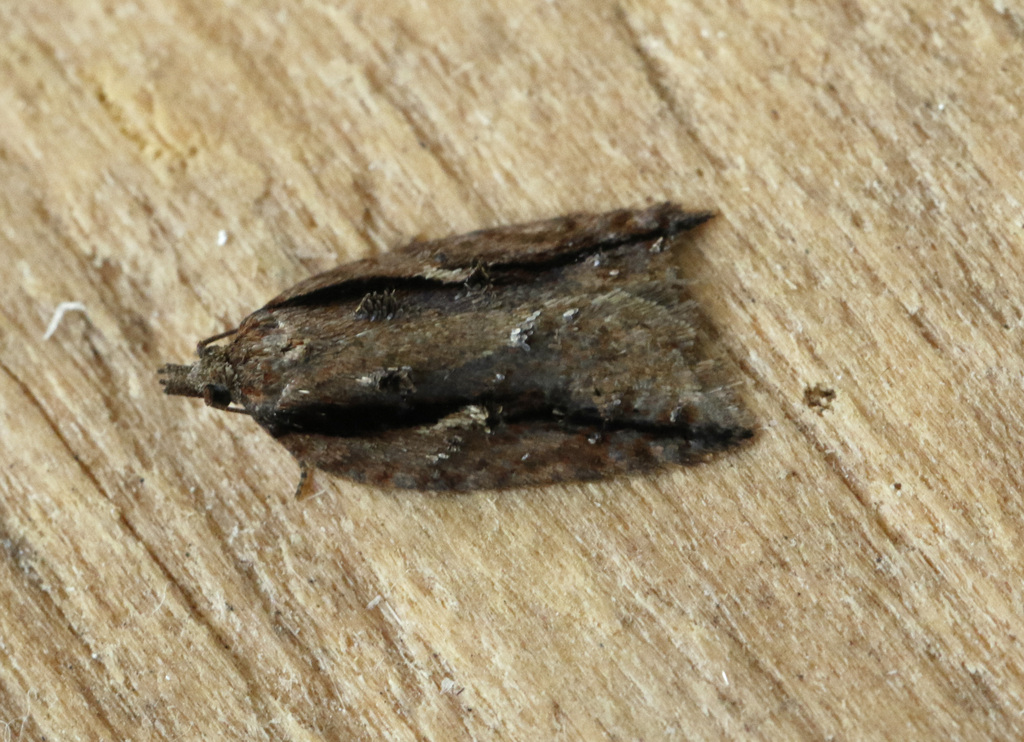 Dark-streaked Button
