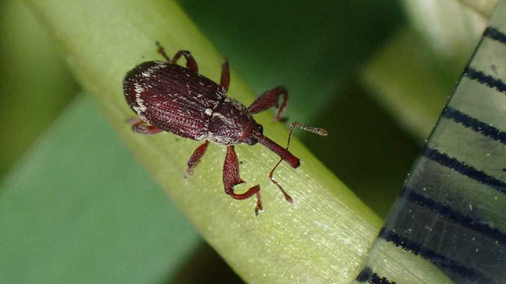 Anthonomus undulatus