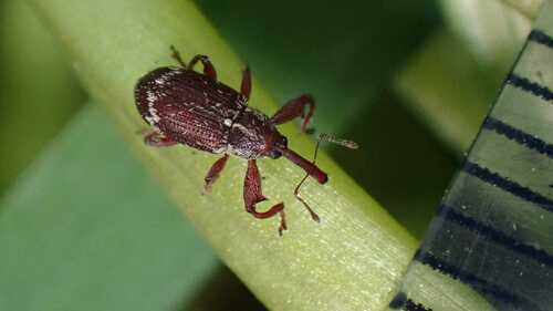 Anthonomus undulatus