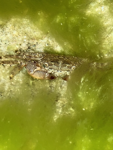 Marbled Crab (Pachygrapsus marmoratus)