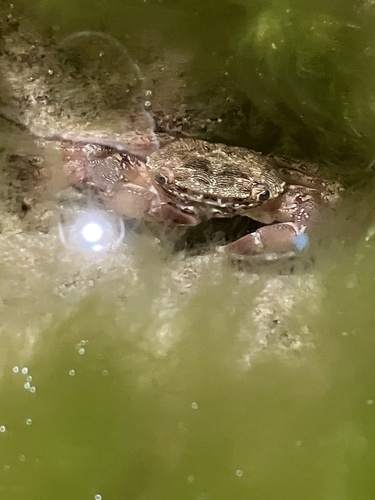 Marbled Crab (Pachygrapsus marmoratus)