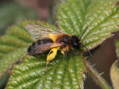 Andrena scotica