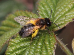 Andrena scotica