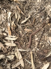 Storeria occipitomaculata obscura