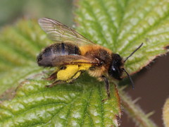Andrena scotica