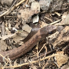 Storeria occipitomaculata obscura