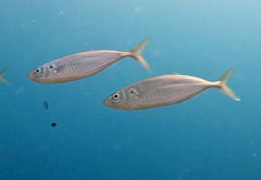 False Scad photo 2