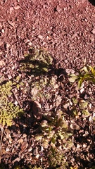Phacelia phacelioides