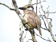 Hypnelus ruficollis