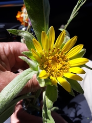 Wyethia helenioides