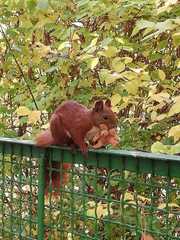 Sciurus vulgaris