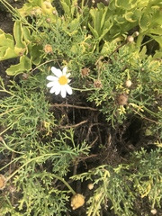 Argyranthemum frutescens