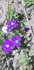 Legousia speculum-veneris