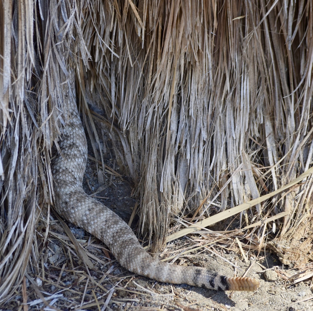 Southwestern Speckled Rattlesnake from 92276, Thousand Palms, CA, US on ...