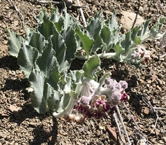 Asclepias californica californica