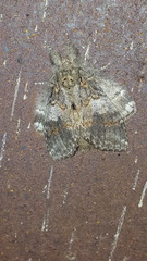Peridea angulosa