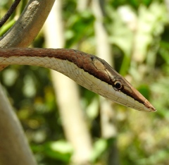 Oxybelis microphthalmus