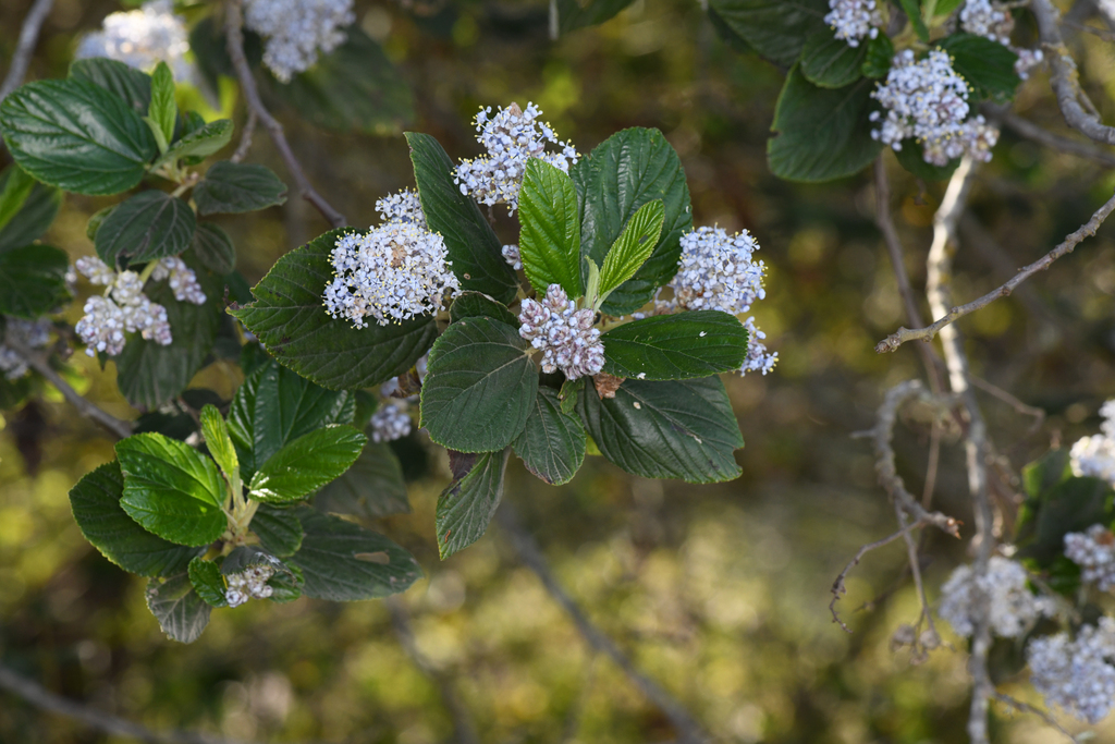 Feltleaf ceanothus (Ceanothus arboreus)