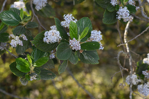 Feltleaf ceanothus (Ceanothus arboreus)
