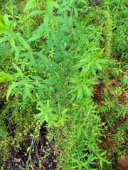 Spiraea thunbergii
