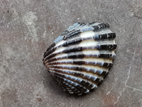 Cardites tricolor