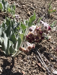 Asclepias californica californica