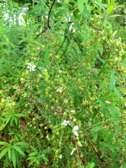 Spiraea thunbergii