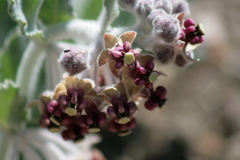 Asclepias californica californica