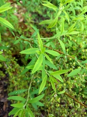 Spiraea thunbergii