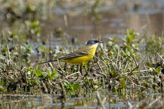 Motacilla flava cinereocapilla
