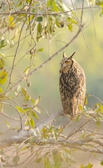 Bubo bengalensis