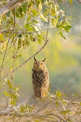 Bubo bengalensis