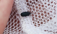 Microrhopala excavata