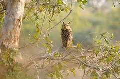 Bubo bengalensis