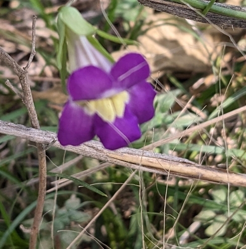 Maurandella antirrhiniflora