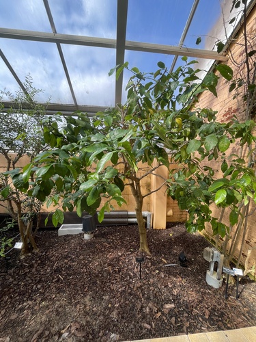 Citrus sphaerocarpa iNat (3)
