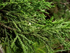 Lepidothamnus intermedius
