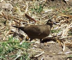 Metriopelia melanoptera